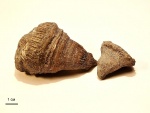 Montlivaltia sp.