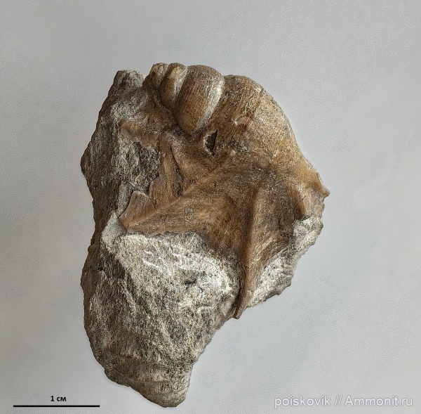 гастроподы, берриас, Крым, stromboidea, Aporrchais, Quadrinervus