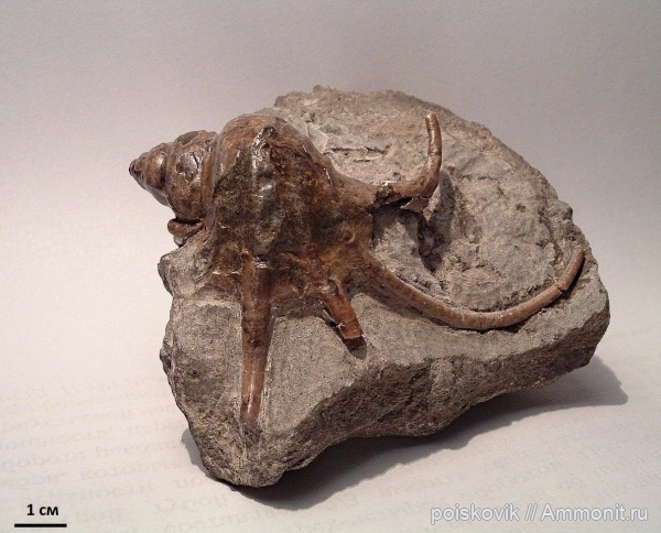 гастроподы, брюхоногие моллюски, берриас, Крым, Harpagodes, Harpagodes jaccardi, Berriasian