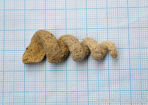 гастроподы, брюхоногие моллюски, Крым, Балаклава