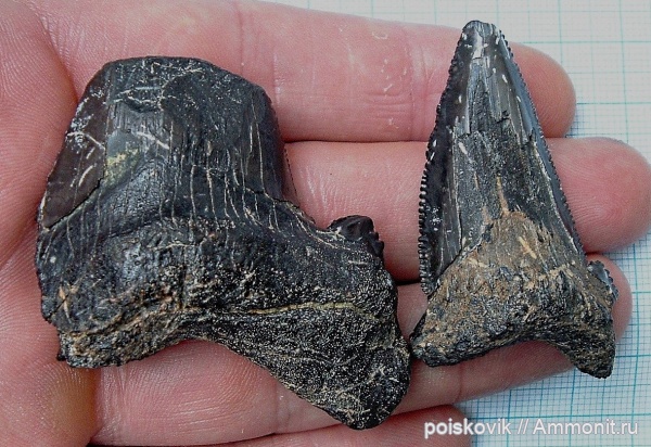 рыбы, зубы, Крым, зубы акул, Carcharocles, fish, teeth, shark teeth