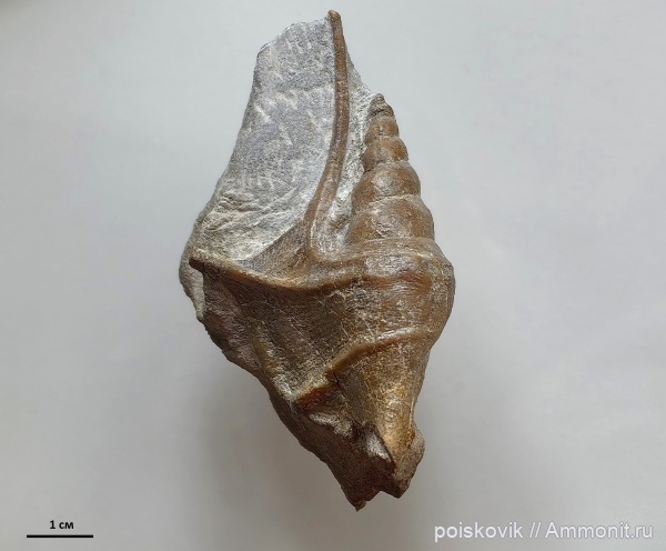 гастроподы, берриас, Крым, Cuphosolenus, stromboidea, Aporrchais