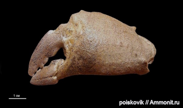 членистоногие, раки, Крым, крабы