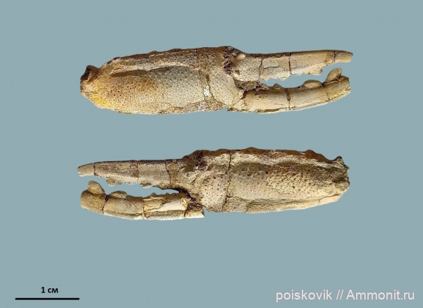 членистоногие, раки, Крым, Балаклава, Hoploparia, омары