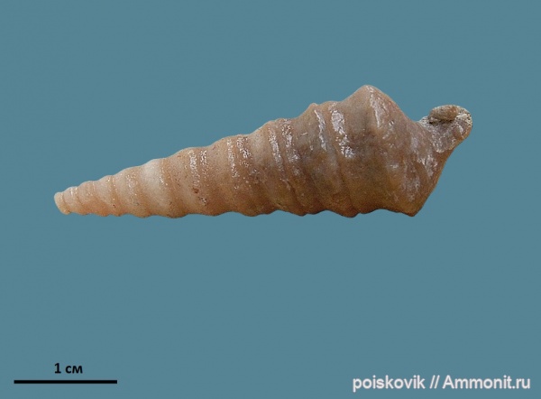 гастроподы, брюхоногие моллюски, Крым, Nerinea, Балаклава