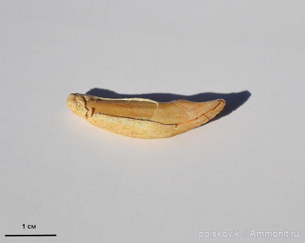 позвоночные, млекопитающие, Крым, тюлени