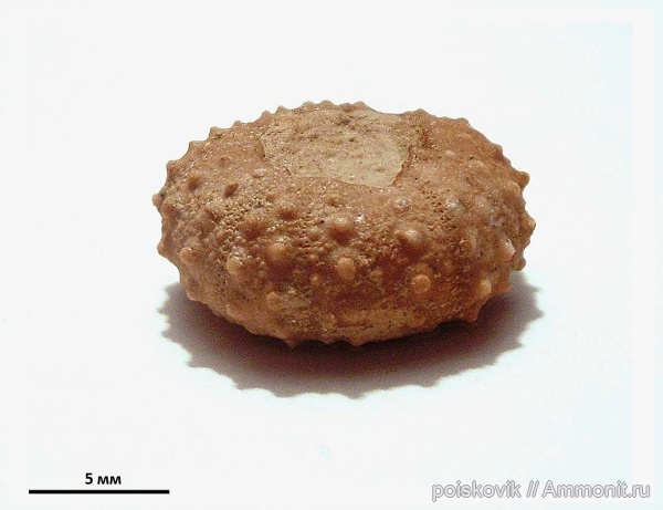 морские ежи, иглокожие, Крым, баррем, нижний баррем, Phymosoma, Phymosoma loryi