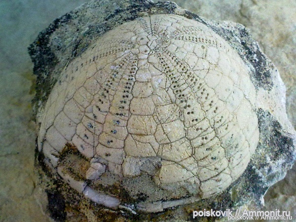 морские ежи, иглокожие, Крым, Echinocorys