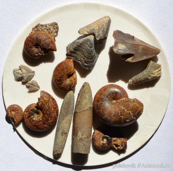 белемниты, головоногие моллюски, ринхолиты