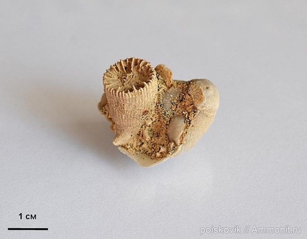 кораллы, двустворки, Крым