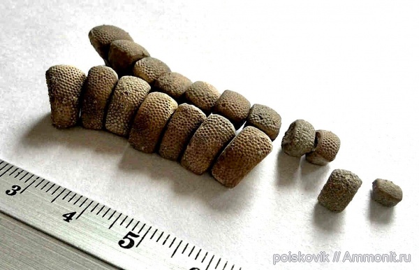 иглокожие, морские звезды, Крым, Балаклава, Goniasteridae