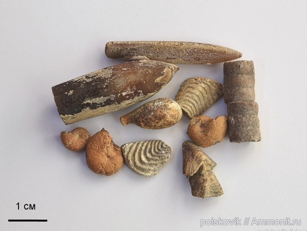 аммониты, белемниты, головоногие моллюски, Крым, Ammonites, иглы морских ежей, belemnites