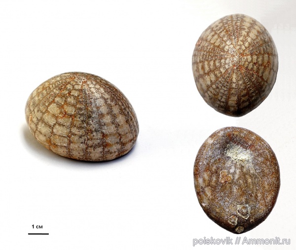 морские ежи, иглокожие, Крым, Echinocorys