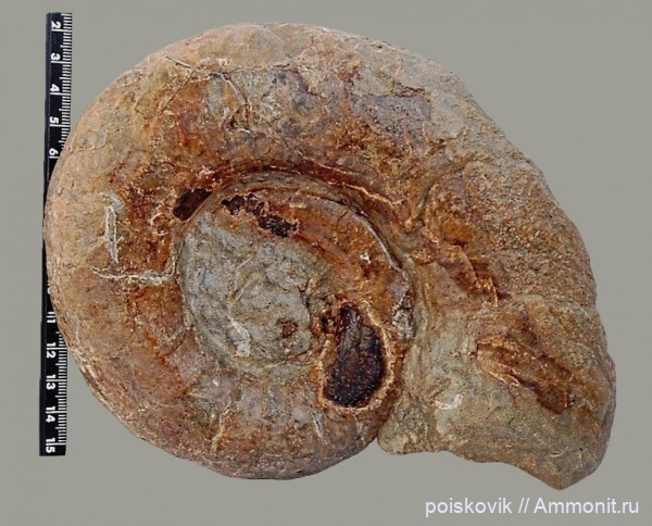 аммониты, головоногие моллюски, берриас, Крым, Ammonites, Berriasian