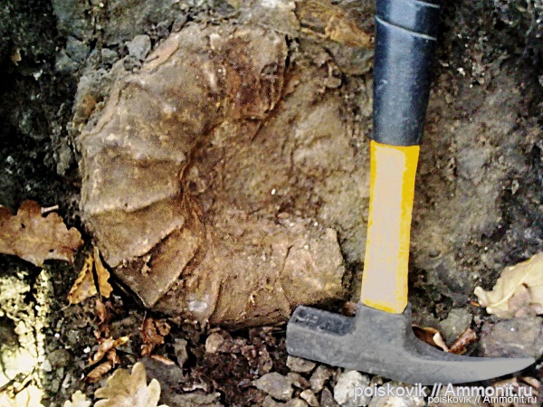 аммониты, головоногие моллюски, берриас, Крым, Ammonites, неокосмоцерас, Neocosmoceras, Neocosmoceras giganteus, Berriasian