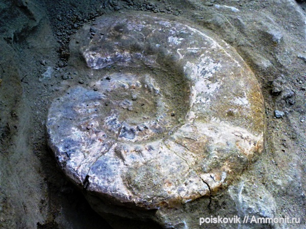 аммониты, головоногие моллюски, берриас, Крым, Ammonites, Berriasian