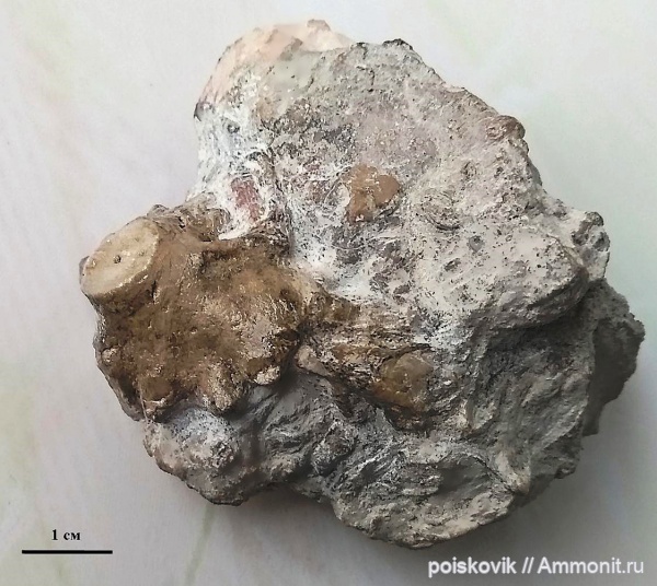 морские лилии, Крым, Балаклава, Холдфаст