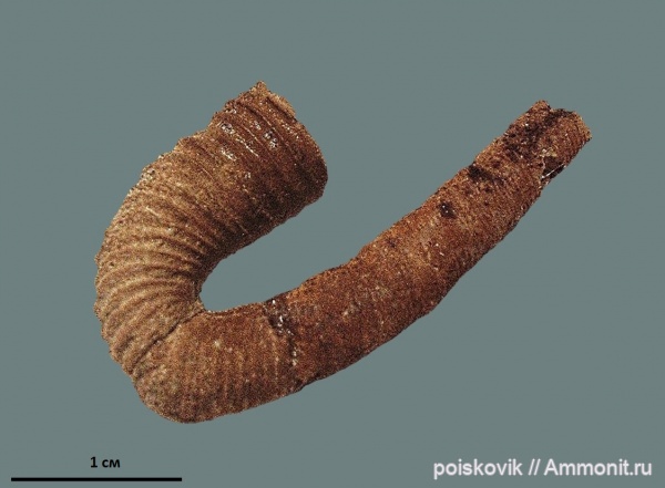 аммониты, гетероморфные аммониты, головоногие моллюски, альб, Ammonites, Балаклава, heteromorph ammonites, верхний альб