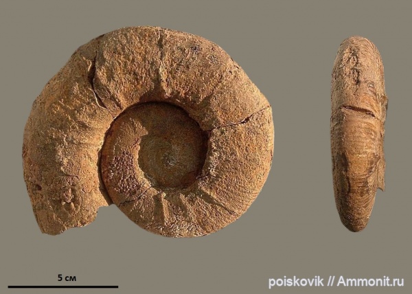 аммониты, головоногие моллюски, Крым, баррем, нижний баррем, Crioceratites, Ammonites, Barremian