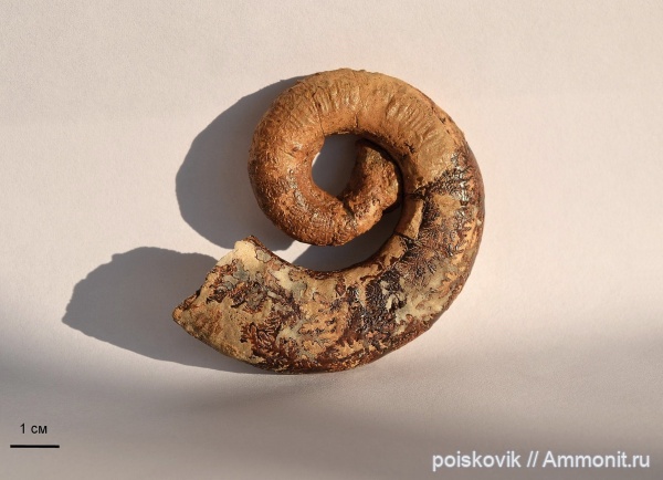 аммониты, гетероморфные аммониты, головоногие моллюски, Крым, баррем, нижний баррем, Crioceratites, Ammonites, heteromorph ammonites