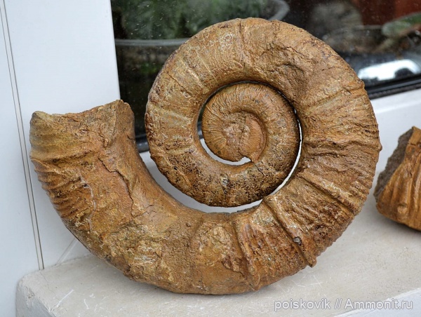 аммониты, гетероморфные аммониты, головоногие моллюски, Крым, баррем, нижний баррем, Crioceratites, Ammonites, Barremian, heteromorph ammonites
