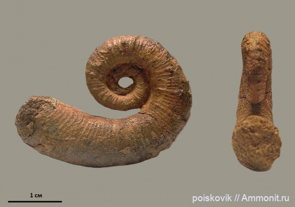 аммониты, гетероморфные аммониты, головоногие моллюски, Крым, баррем, нижний баррем, Ammonites, Barremian, heteromorph ammonites