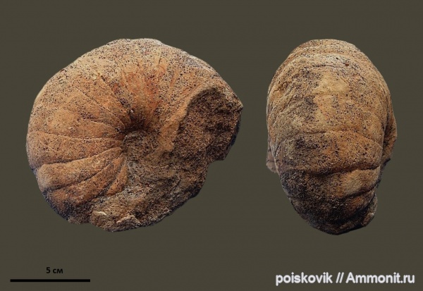 наутилусы, головоногие моллюски, Крым