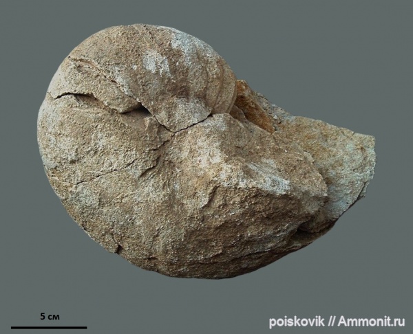 наутилусы, головоногие моллюски, Крым, Балаклава