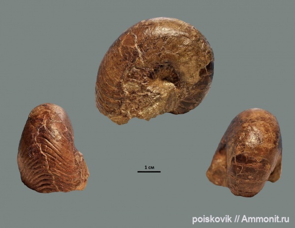 наутилусы, головоногие моллюски, Крым, баррем, Barremian