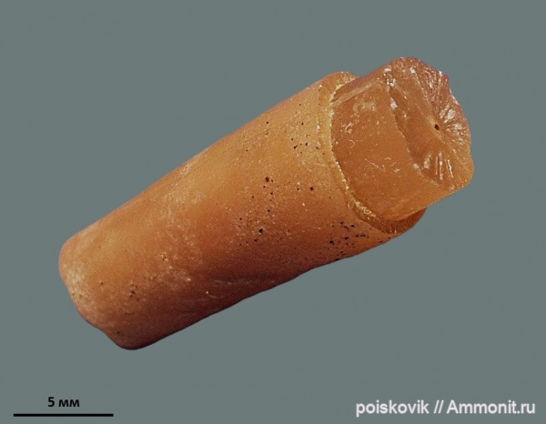 белемниты, головоногие моллюски, Крым, belemnites