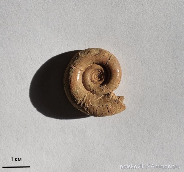 аммониты, головоногие моллюски, Крым, баррем, нижний баррем, Ammonites, Eulytoceras