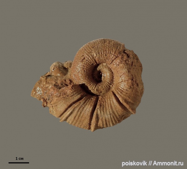 аммониты, головоногие моллюски, Крым, баррем, нижний баррем, Ammonites, Spitidiscus, Barremian, Spitidiscus seunesi