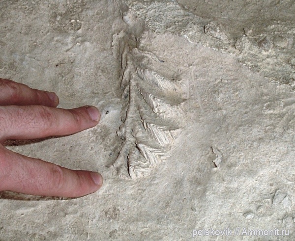 двустворки, двустворчатые моллюски, Крым, Lopha