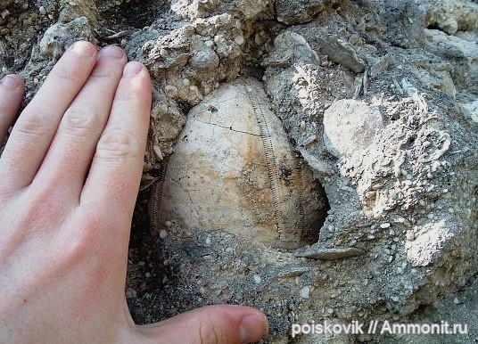 морские ежи, иглокожие, Крым, Conoclypus