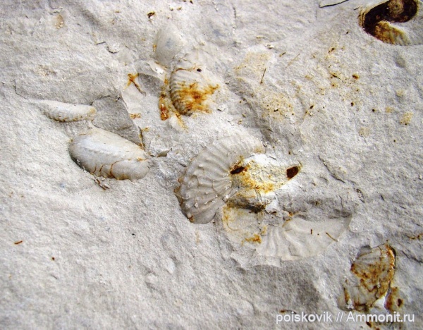 аммониты, головоногие моллюски, Крым, Ammonites, Балаклава, Hoploscaphites