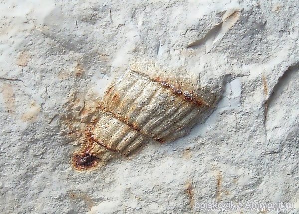 гастроподы, брюхоногие моллюски, Крым, Балаклава