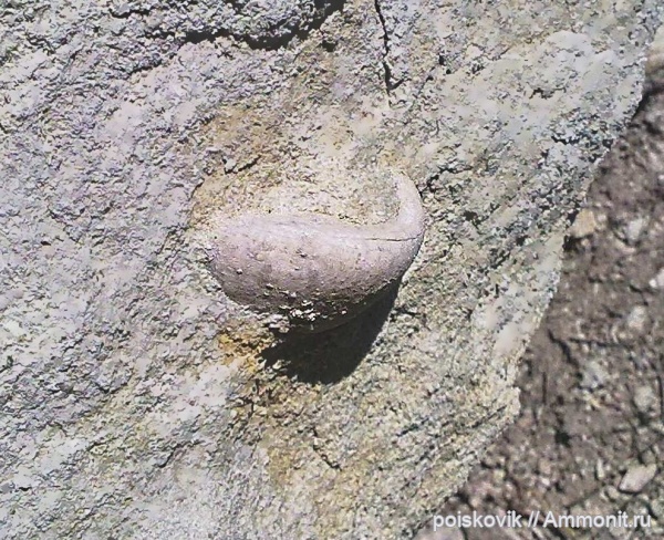 морские ежи, иглокожие, Крым