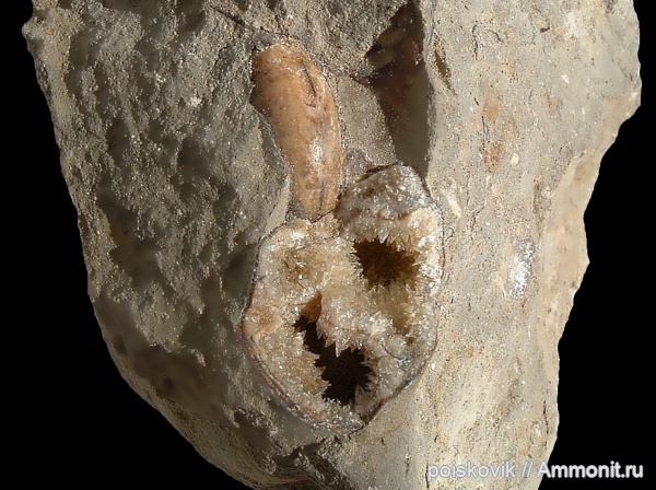 аммониты, головоногие моллюски, Крым, Ammonites