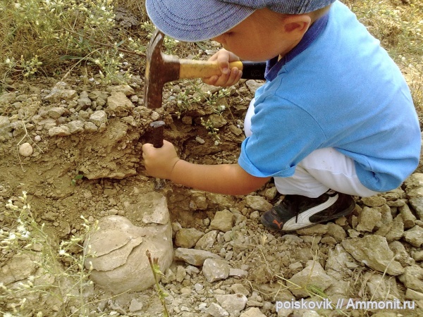 наутилусы, головоногие моллюски, Крым, юные палеонтологи