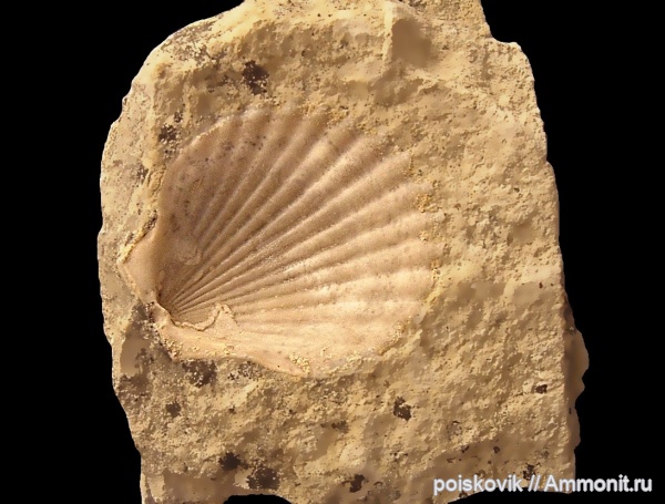 двустворки, двустворчатые моллюски, Крым