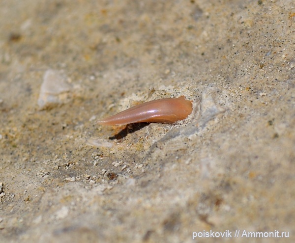 рыбы, зубы, Крым, зубы акул, Балаклава, fish, teeth, shark teeth