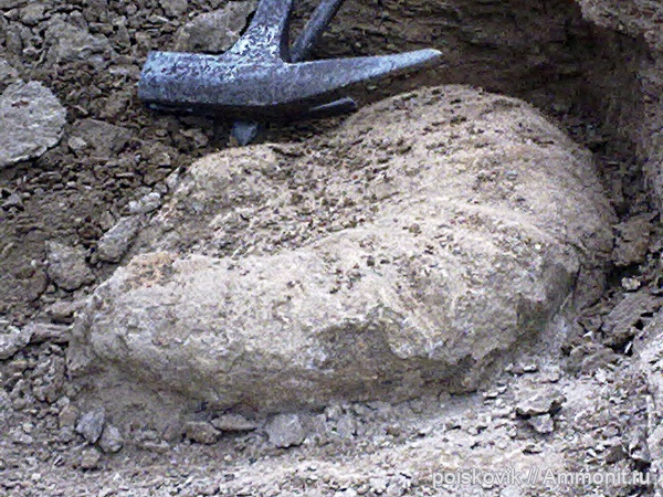 аммониты, головоногие моллюски, Крым, Ammonites