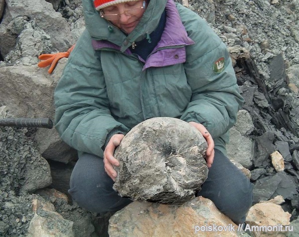 наутилусы, головоногие моллюски, Крым, Балаклава