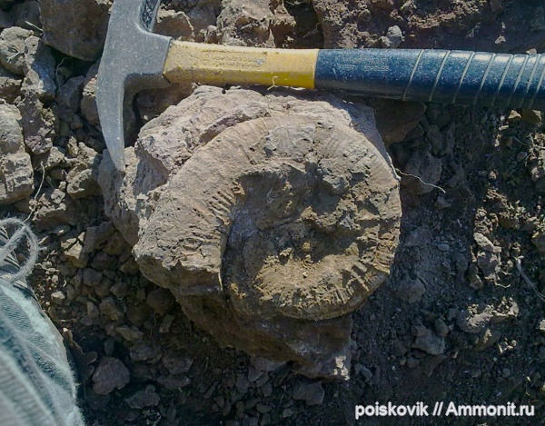 аммониты, гетероморфные аммониты, головоногие моллюски, баррем, Crioceratites, Ammonites, Barremian, heteromorph ammonites