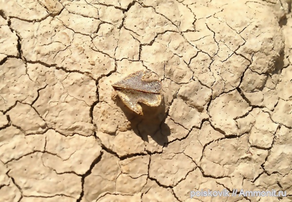 Крым, ринхолиты