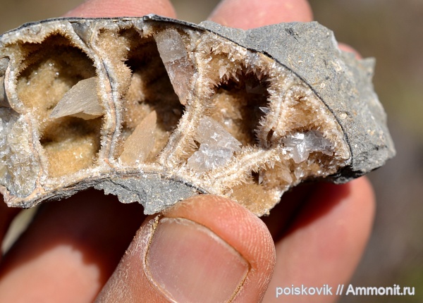 аммониты, головоногие моллюски, Крым, Ammonites