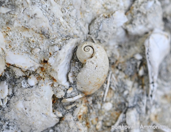 гастроподы, брюхоногие моллюски, Крым