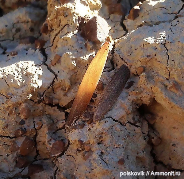 белемниты, Крым, belemnites