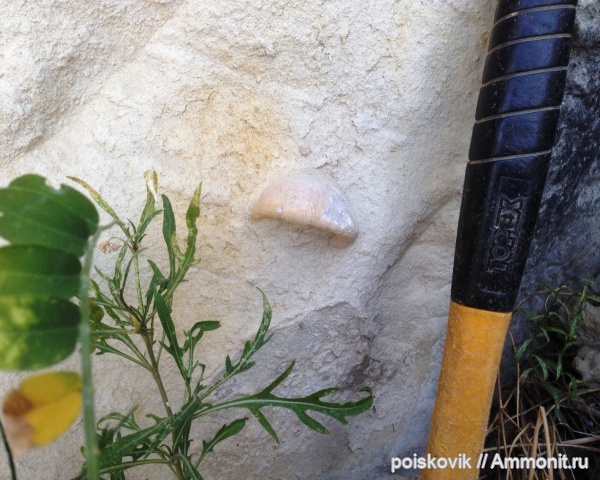 морские ежи, иглокожие, Крым