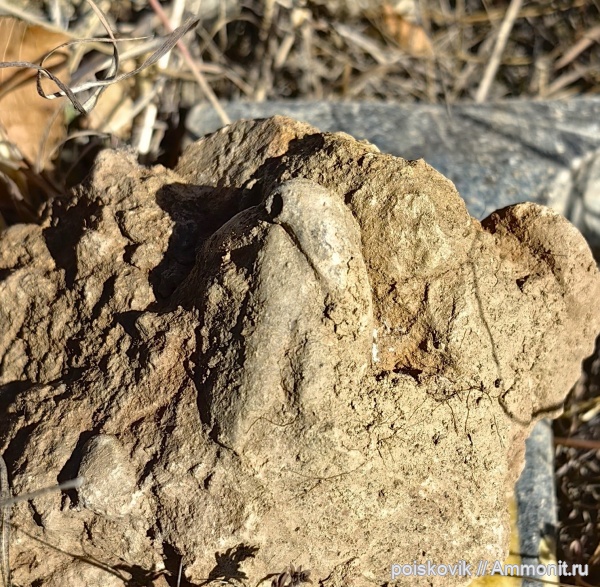 брахиоподы, Крым, баррем